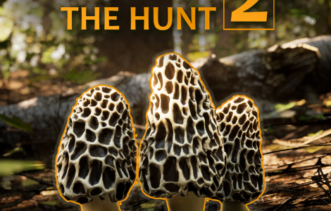 Morels The Hunt 2